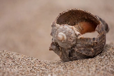Midye Kabuğu Özellikleri ve Faydaları Nelerdir?